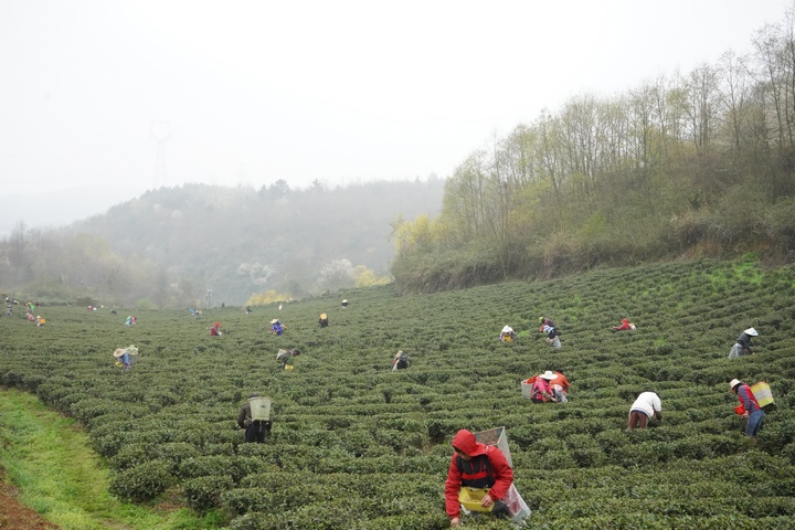 毕节金沙：山间“采茶忙” 山下“茶芳香”