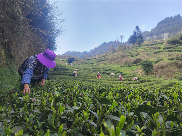 开阳县高寨乡：茶叶香里说“丰”年