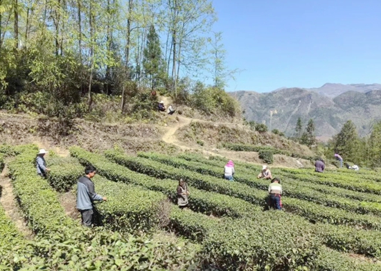 贵州水城：上春山 采春茶 茶韵飘香促增收