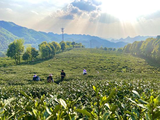 贵州六盘水早春茶开采见闻：新芽飘香满山野