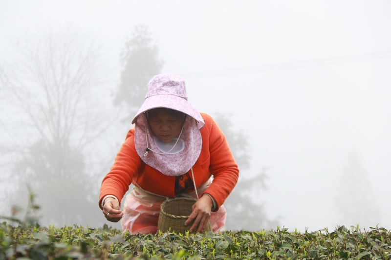 茶农采摘明前茶.黄梅梅 摄..jpg