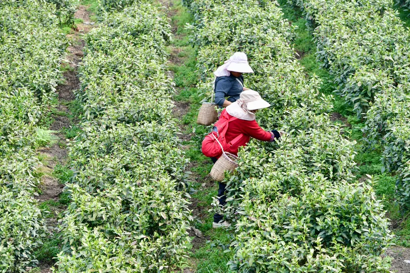 观山湖区神鹊茶场春茶正式开采！