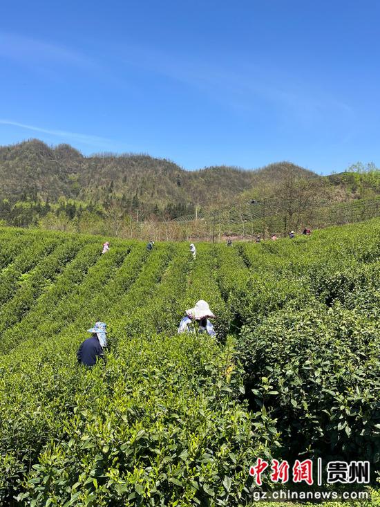 茶农采茶