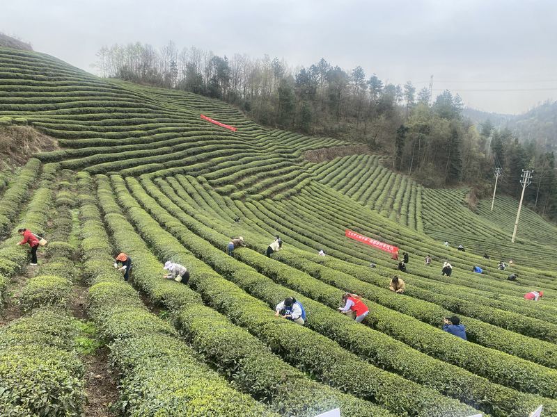 毕节金沙县举办2024春茶品鉴暨新品推介会