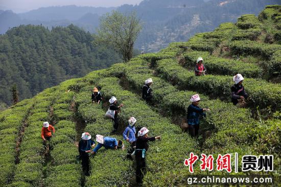 台江：人勤不负春光好 春茶采摘正当时