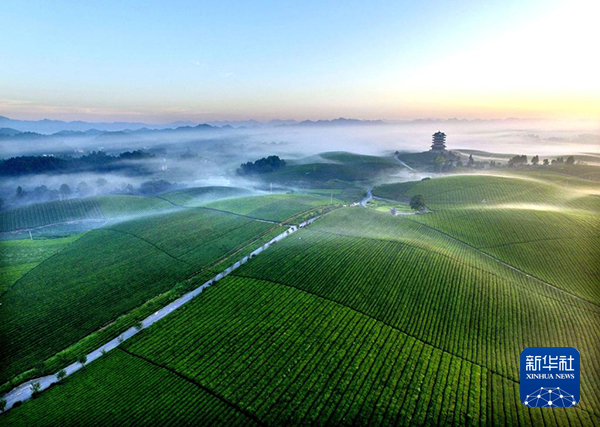 乡村新“茶道”丨文化润茶，“中国茶业百强县第一名”的新风景