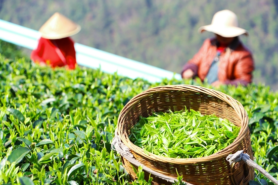 贵州独山：提升产业绿“值” 老“茶乡”飘出新“茶香”