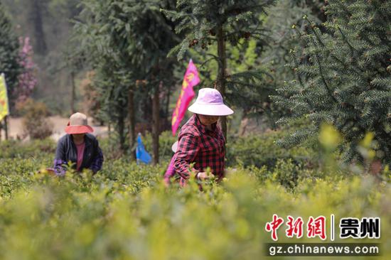 一芽一叶一抹香，一人一篓采茶忙。蒲场镇大溪尖峰顶，人们正背着竹篓，穿梭于茶树间，手指在茶树间不停地翻飞，双手轻轻一捻，将一朵朵嫩绿的芽尖采入篓中。陈贤琴摄