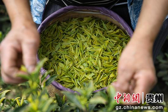 一芽一叶一抹香，一人一篓采茶忙。蒲场镇大溪尖峰顶，人们正背着竹篓，穿梭于茶树间，手指在茶树间不停地翻飞，双手轻轻一捻，将一朵朵嫩绿的芽尖采入篓中。陈贤琴摄