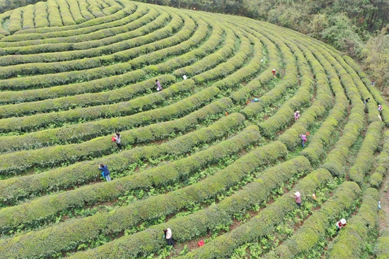 贵州镇远：春茶飘香采摘忙