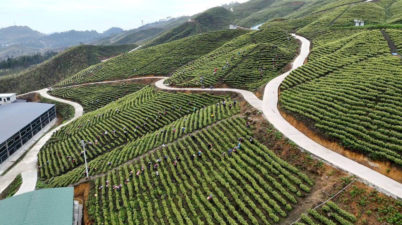 贵州平塘：高山出好茶 群众增收乐开怀