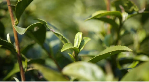 西秀区：春风拂绿意 茶园映勤劳