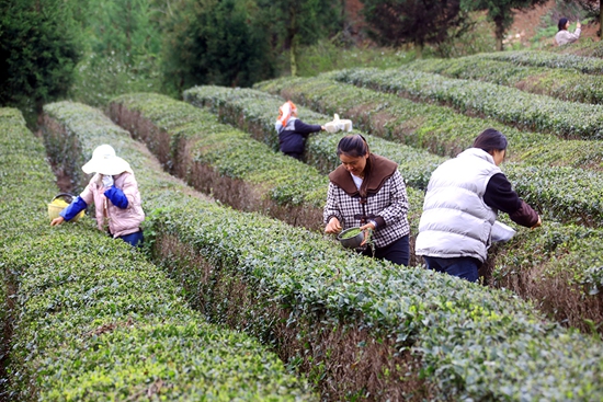 贵州威宁：上春山采春茶  一叶新一业兴_fororder_1、茶园采茶忙（2024年4月7日，威宁县炉山镇香炉山茶园   彭凯 摄）