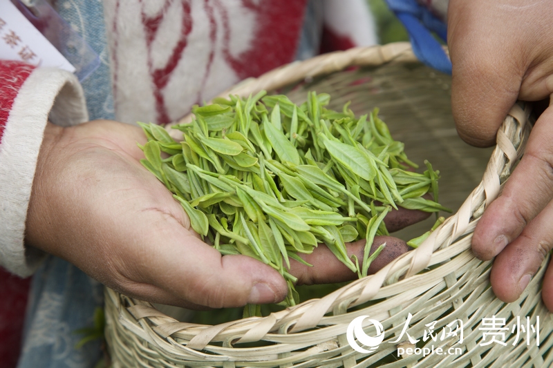 新鲜采摘的茶叶。人民网 陈洁泉摄