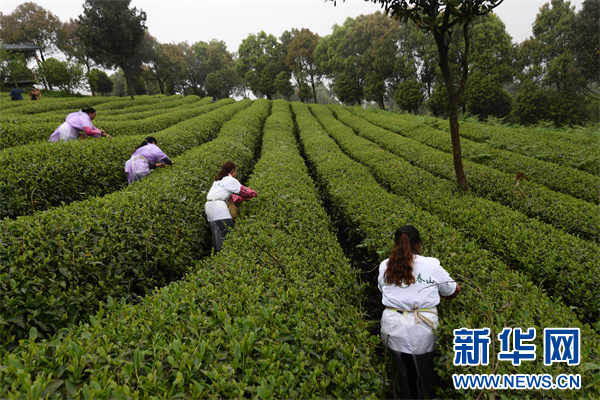 贵州开阳：贡茶故里上春山 以茶为媒赛技能