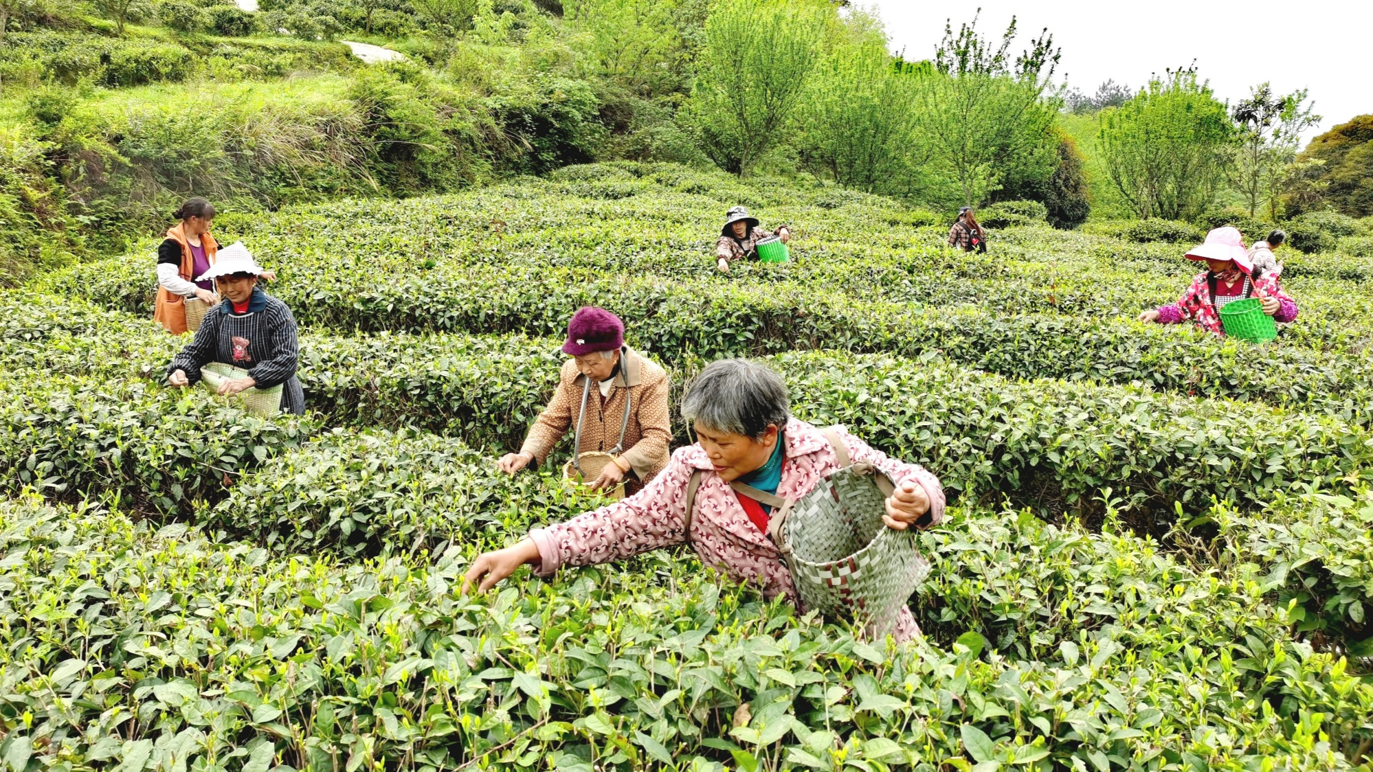 贵州沿河：漫山新茗吐翠芽 绿了春山富了民