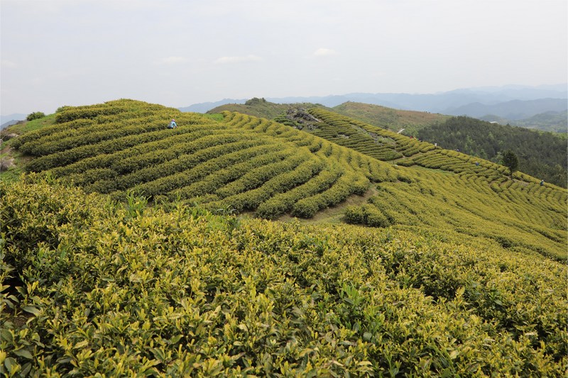 荔波县佳荣镇邀你上茶山寻觅茶香