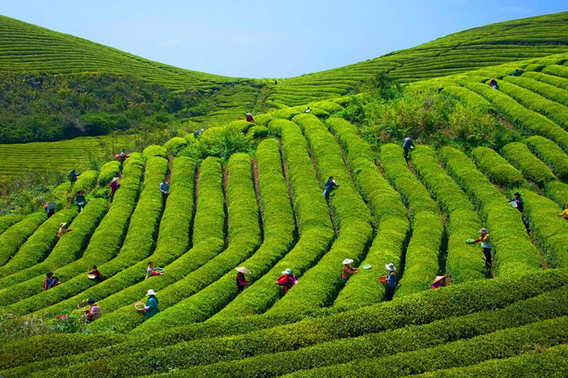 瓮安：春到茶山采茶忙 20万亩茶飘香