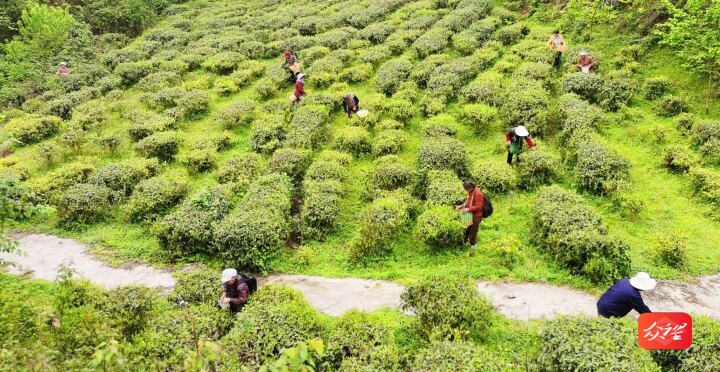 沿河中界镇：漫山新茗吐翠芽 绿了春山富了民