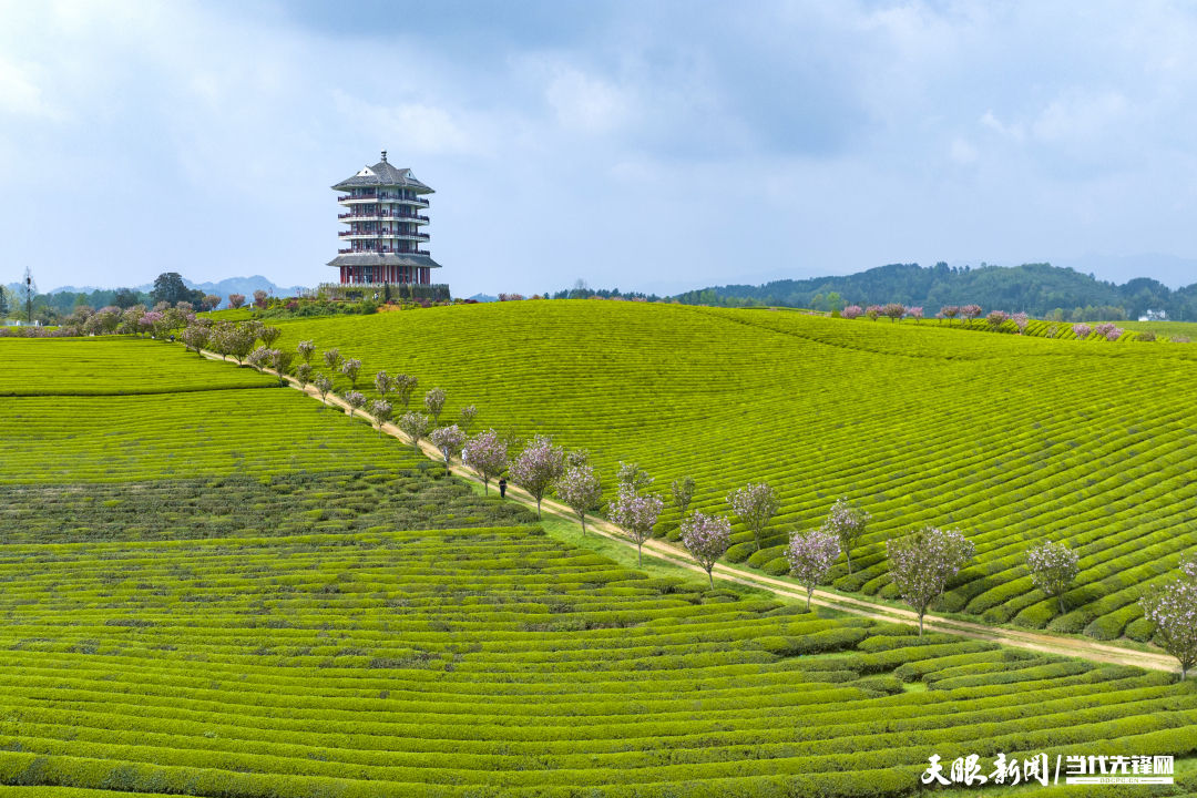 湄潭茶园：以草治草守护“干净茶”