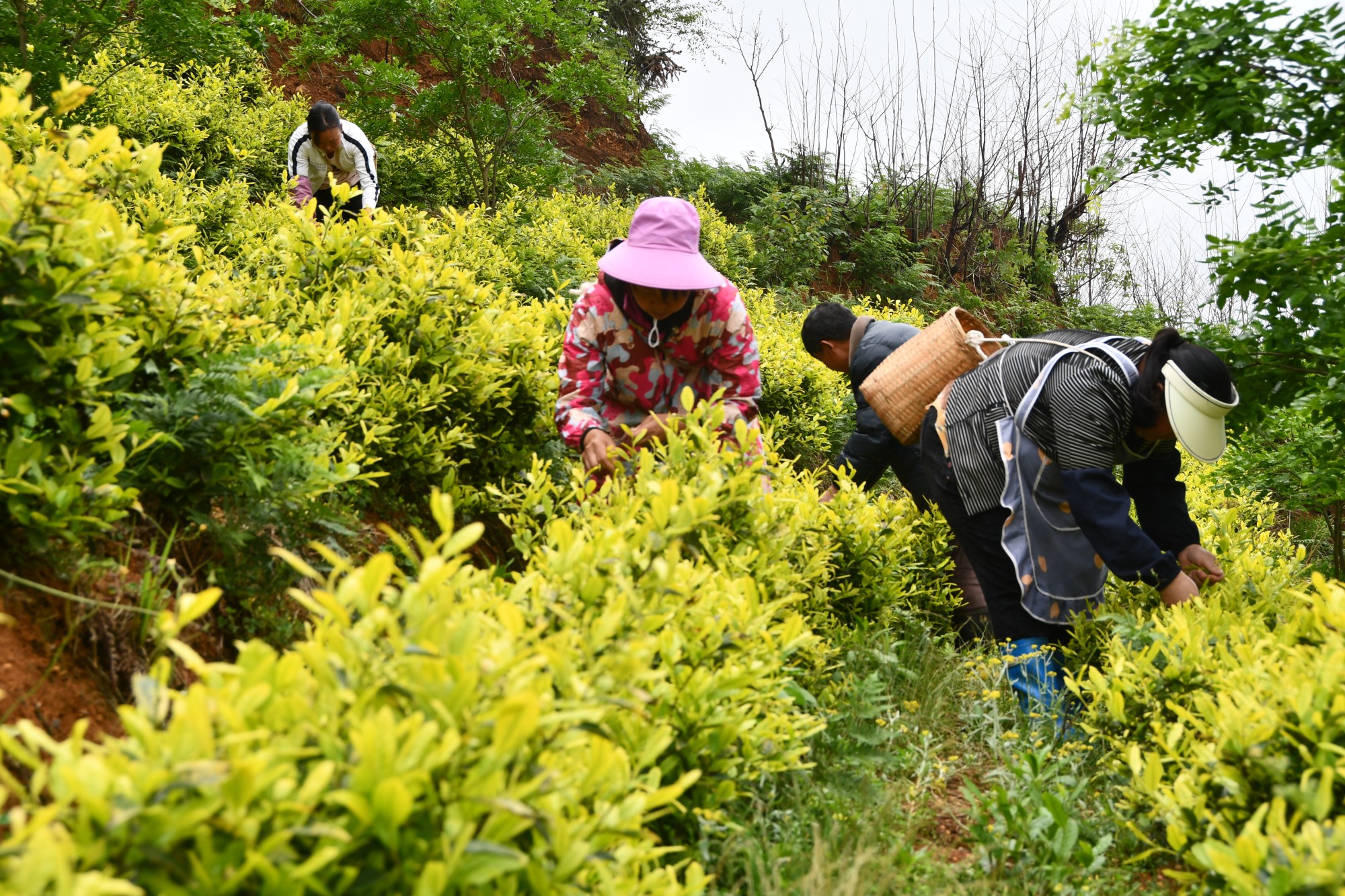 贵州织金：谷雨好时节 新茶分外香