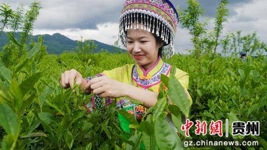 参赛茶农正在采摘茶叶