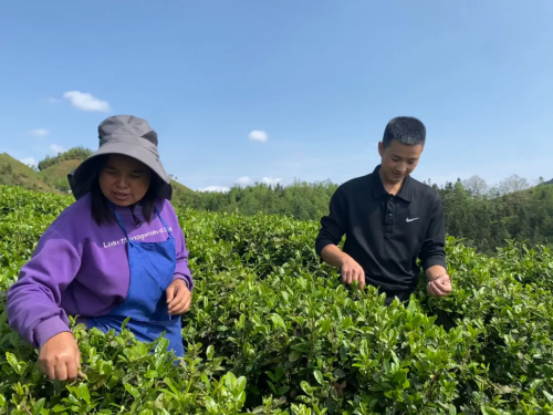 花都—关岭携手打造茶产业“金名片”