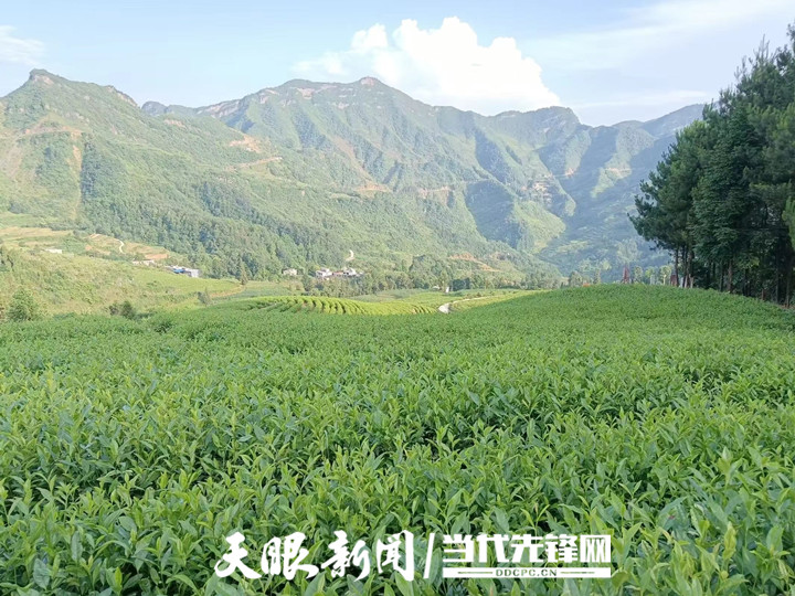 “白叶一号”茶苗种植6年后，沿河茶农将“感恩茶”种成“黄金芽”