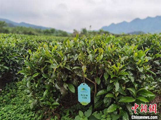 图为贵定云雾贡茶母茶园栽种的鸟王茶10号品种。周燕玲 摄