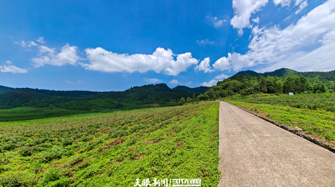 骆象村茶场_副本.jpg