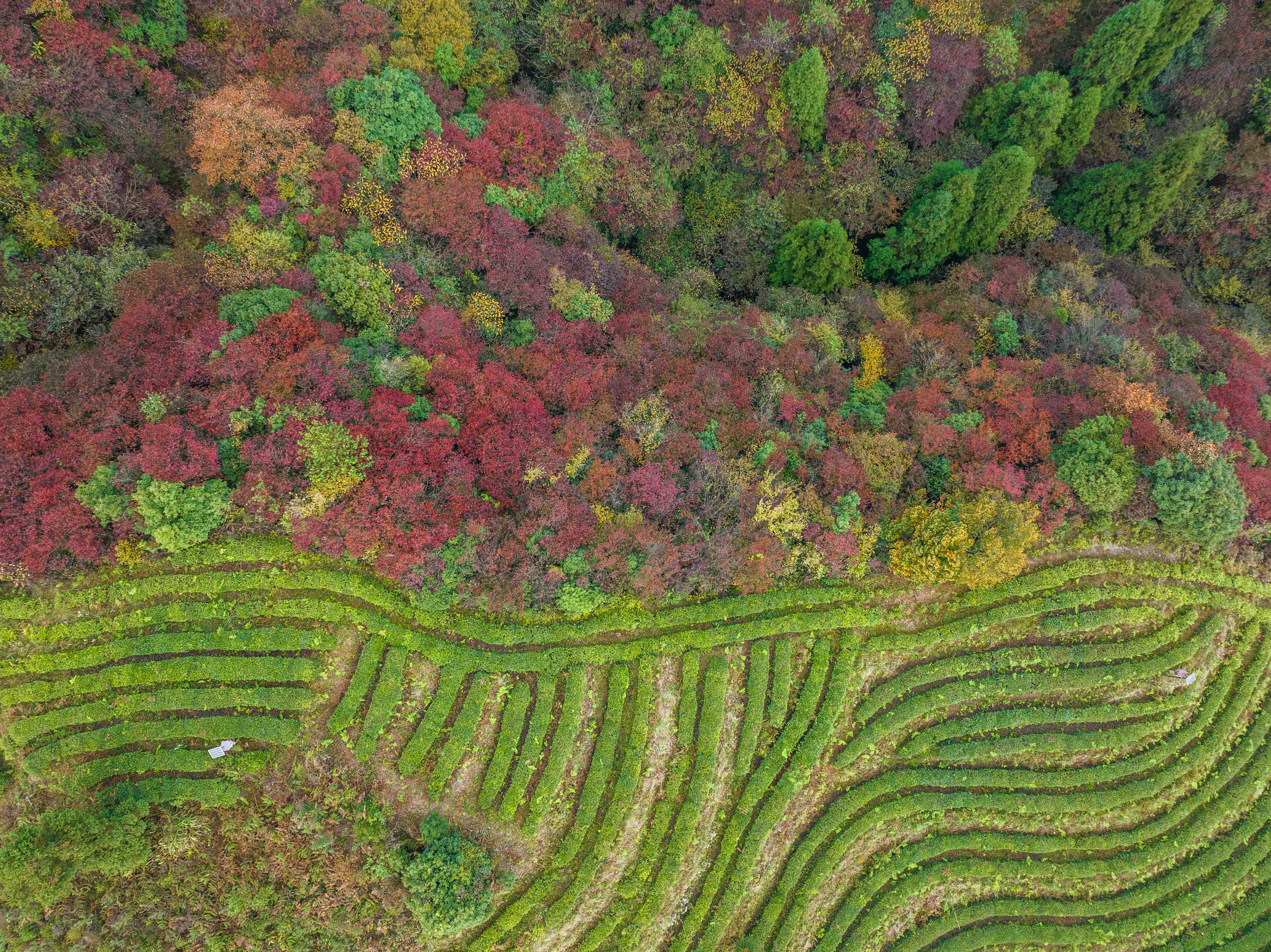 这口有机茶，来自高山云雾间