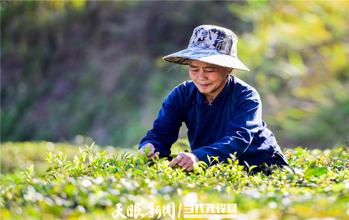 望谟县：打造“八步紫茶工匠”品牌，带动万余人就业