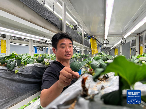 探访贵州遵义草莓“植物工厂”