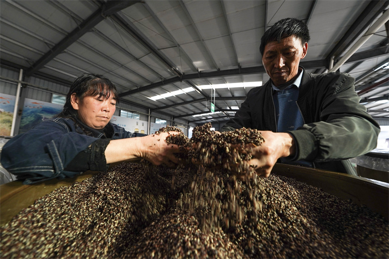 2月27日，工人在威宁彝族回族苗族自治县经济开发区的荞老者酿酒厂内查看荞麦。2