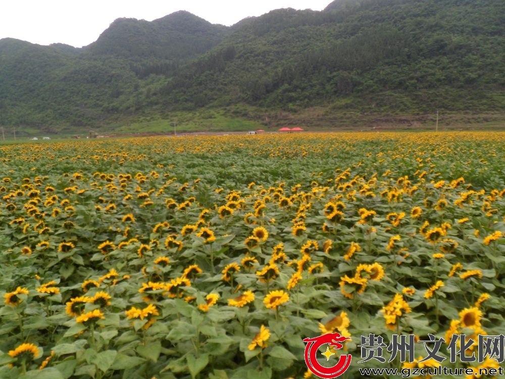 义龙新区德卧镇抓示范种植乡村特色产业向日葵