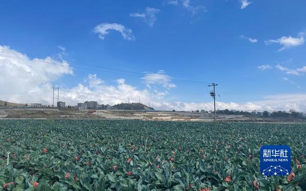 　　贞丰县丰茂街道纳山村一处连片的蔬菜种植基地。新华社记者骆飞 摄