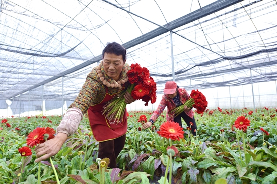 贵州镇远青溪镇：多彩非洲菊变身“致富花”