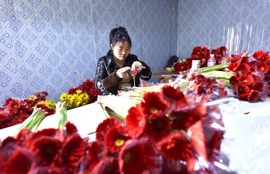 贵州镇远青溪镇：多彩非洲菊变身“致富花”_fororder_在镇远县青溪镇鸡鸣村花卉种植产业园包装车间，工人正在娴熟地包装。（江春健 摄）.JPG