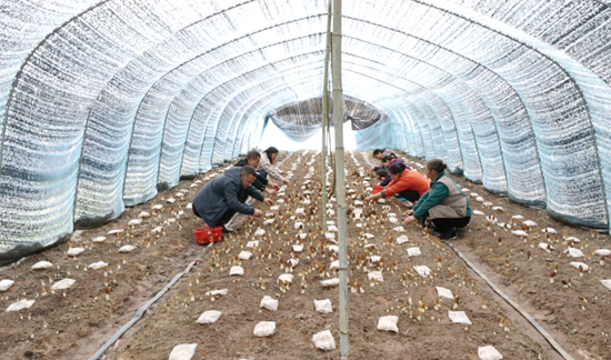 贵州独山影山镇羊肚菌正当“食” 品尝“春来第一鲜”