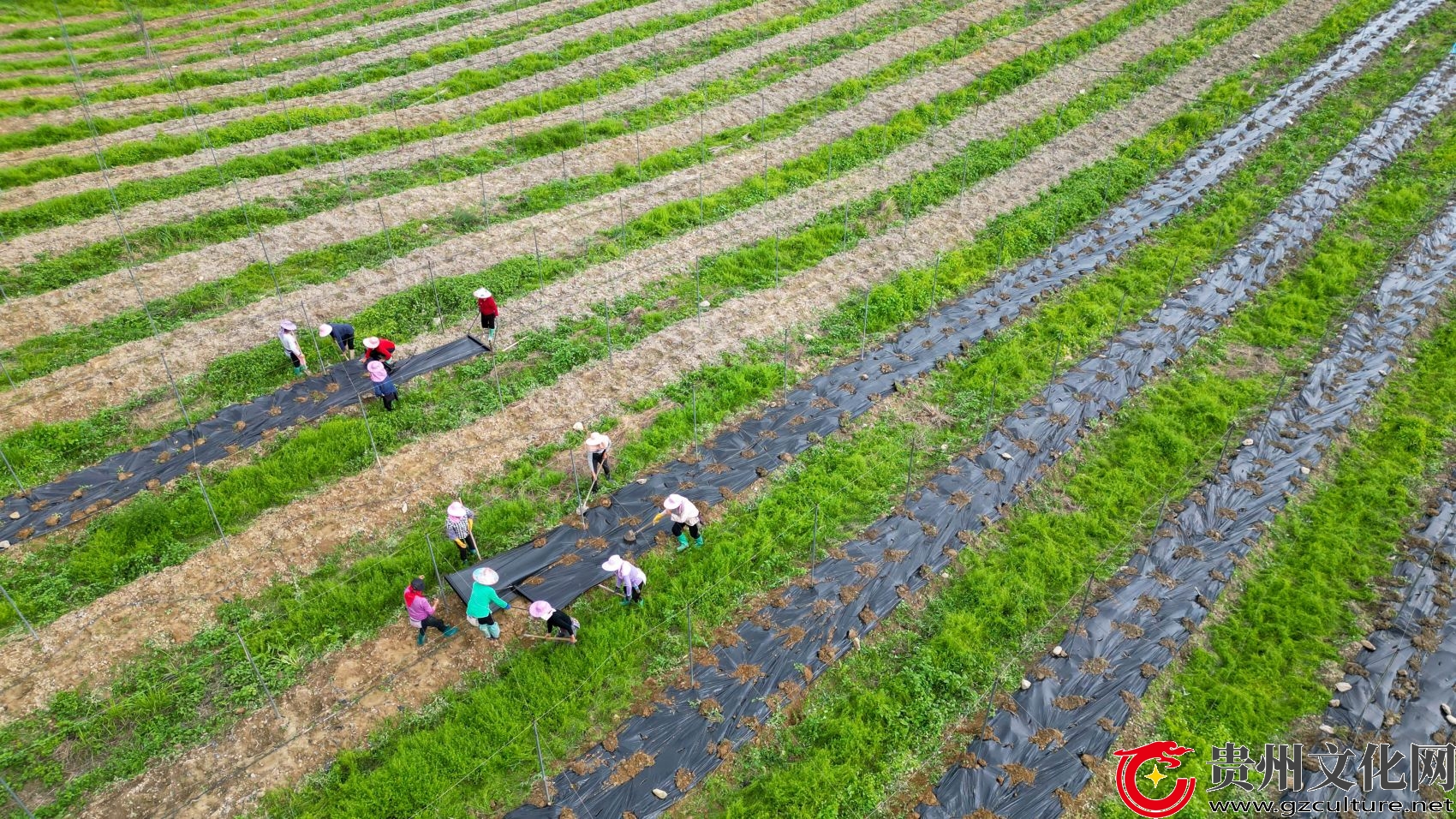 贵州从江：春日农忙