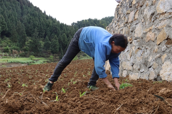 村民文长先正在移栽高粱。