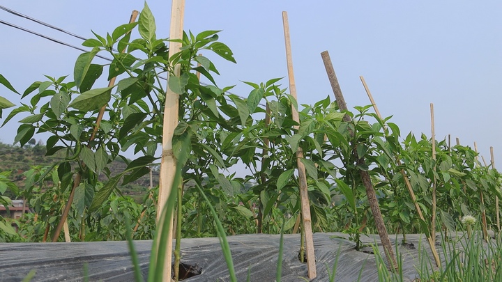 蔬菜种植基地。