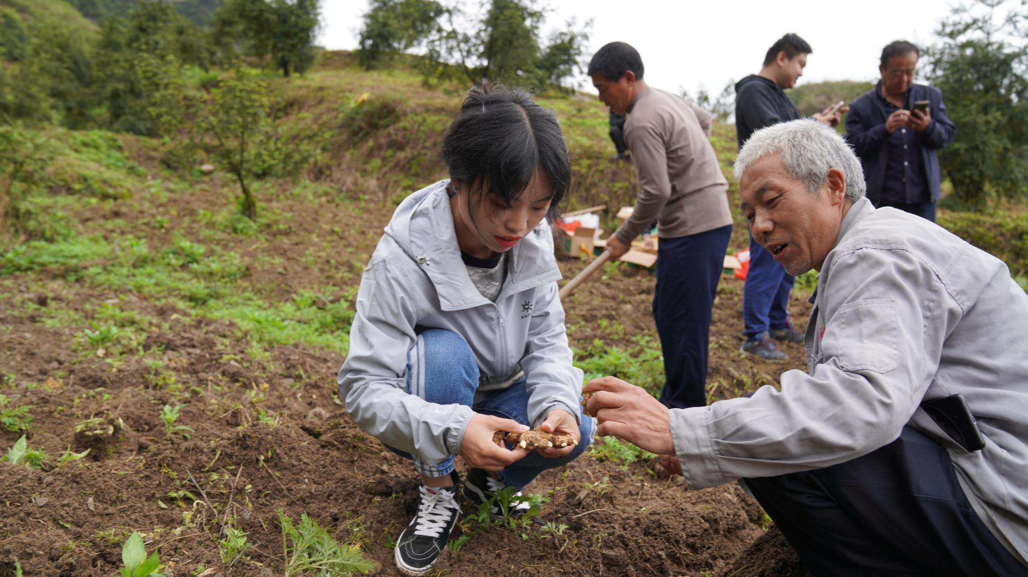 贵州务川：香榧林下套种 助农又强链