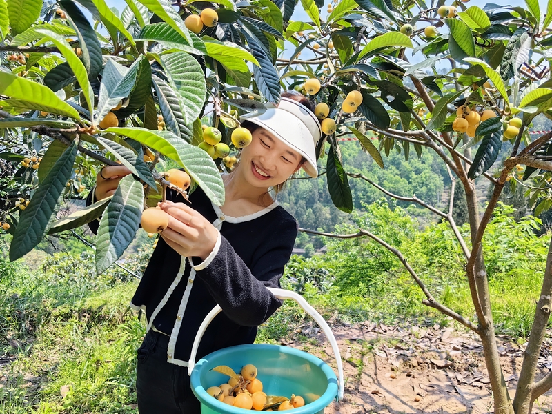 顾客正在采摘枇杷。