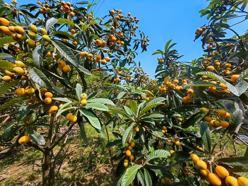 黄澄澄的枇杷挂满枝头。