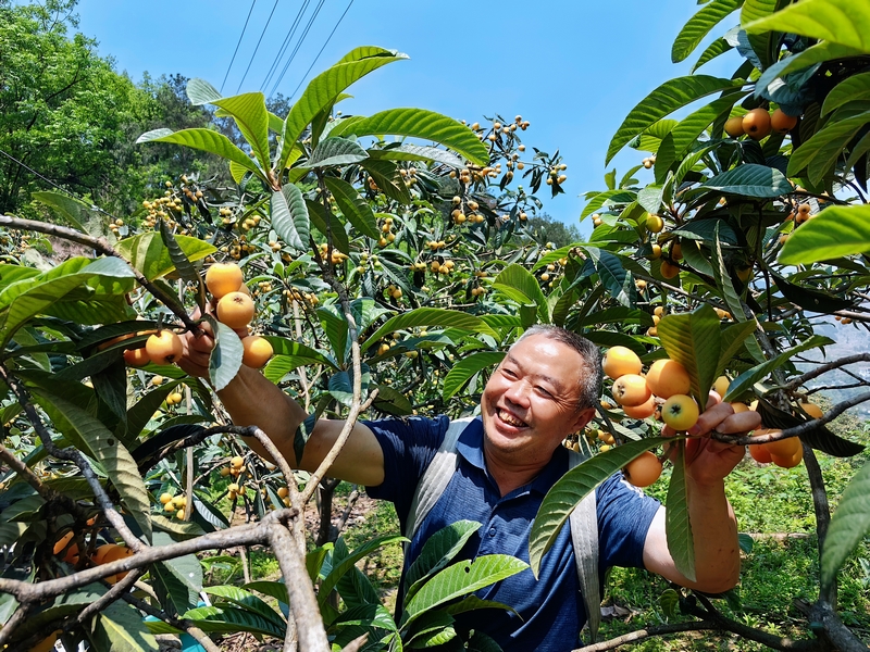 陈世河正在采摘枇杷。