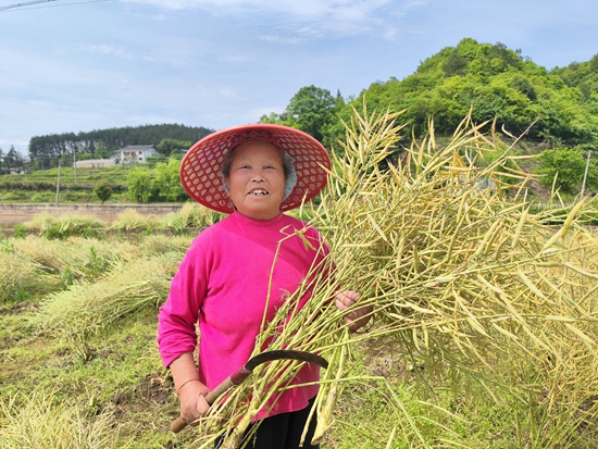 贵州施秉白垛乡：花海喜变丰收地 一镰一籽助农忙_fororder_农户抱着丰收的油菜展笑颜