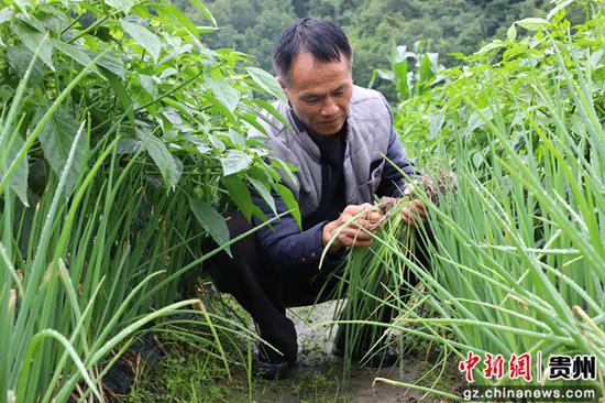 香葱和辣椒套种，实现一季多收