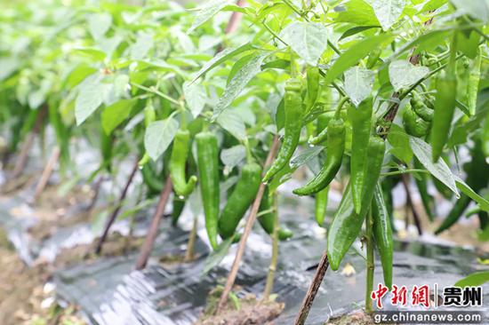 贵州三都：9万亩蔬菜争“鲜”上市