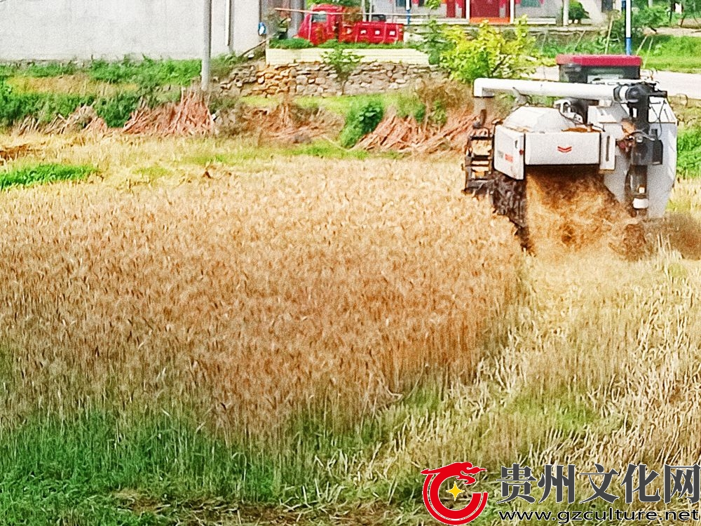 黔西市杜鹃街道： 田间好“丰”景 小麦收割忙